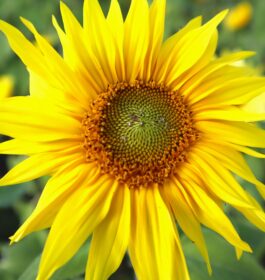 Deise Jefinny – Sunflower Power